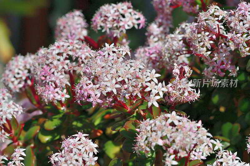 龙葵/玉花/钱花